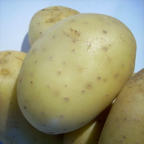 Pomme de terre