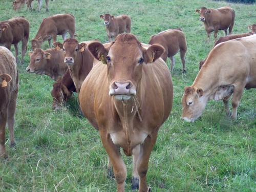 Vache Aubrac