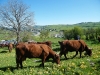 allanche_vache_cantal_01